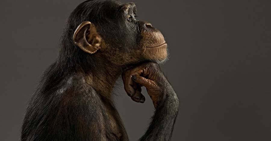 Чему обезьяны учат нас в социальных сетях